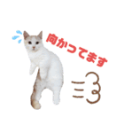 どんちゃんがどーんスタンプ（個別スタンプ：5）