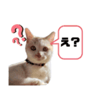 どんちゃんがどーんスタンプ（個別スタンプ：7）