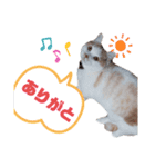 どんちゃんがどーんスタンプ（個別スタンプ：14）