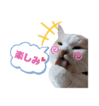どんちゃんがどーんスタンプ（個別スタンプ：16）