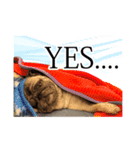 パグ犬 おさむのAWESOMEスタンプ（個別スタンプ：3）