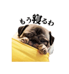 パグ犬 おさむのAWESOMEスタンプ（個別スタンプ：4）