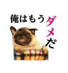 パグ犬 おさむのAWESOMEスタンプ（個別スタンプ：5）
