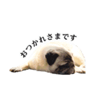 パグ犬 おさむのAWESOMEスタンプ（個別スタンプ：6）