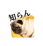 パグ犬 おさむのAWESOMEスタンプ（個別スタンプ：7）