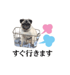 パグ犬 おさむのAWESOMEスタンプ（個別スタンプ：8）