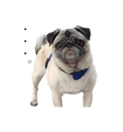 パグ犬 おさむのAWESOMEスタンプ（個別スタンプ：9）