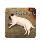 パグ犬 おさむのAWESOMEスタンプ（個別スタンプ：11）