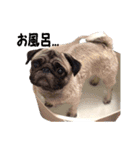 パグ犬 おさむのAWESOMEスタンプ（個別スタンプ：12）