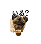 パグ犬 おさむのAWESOMEスタンプ（個別スタンプ：13）