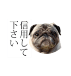 パグ犬 おさむのAWESOMEスタンプ（個別スタンプ：14）