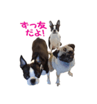 パグ犬 おさむのAWESOMEスタンプ（個別スタンプ：16）