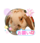 うさりおスタンプ（個別スタンプ：4）