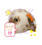 うさりおスタンプ（個別スタンプ：6）