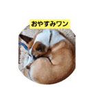 ロペチャン（個別スタンプ：1）