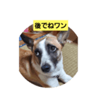 ロペチャン（個別スタンプ：2）