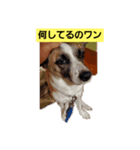 ロペチャン（個別スタンプ：3）