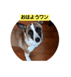 ロペチャン（個別スタンプ：4）