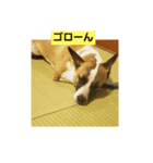 ロペチャン（個別スタンプ：5）