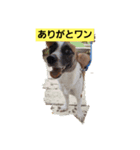 ロペチャン（個別スタンプ：6）