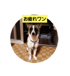 ロペチャン（個別スタンプ：7）