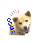 愛犬ゆき♪日常スタンプ（個別スタンプ：1）