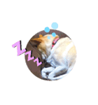 愛犬ゆき♪日常スタンプ（個別スタンプ：3）