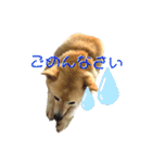 愛犬ゆき♪日常スタンプ（個別スタンプ：4）