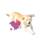 愛犬ゆき♪日常スタンプ（個別スタンプ：5）