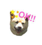 愛犬ゆき♪日常スタンプ（個別スタンプ：7）