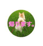 愛犬ゆき♪日常スタンプ（個別スタンプ：9）