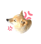 愛犬ゆき♪日常スタンプ（個別スタンプ：10）
