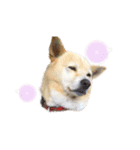 愛犬ゆき♪日常スタンプ（個別スタンプ：11）