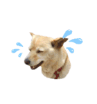 愛犬ゆき♪日常スタンプ（個別スタンプ：12）