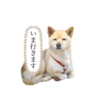 愛犬ゆき♪日常スタンプ（個別スタンプ：13）