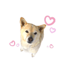愛犬ゆき♪日常スタンプ（個別スタンプ：15）