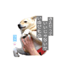 愛犬ゆき♪日常スタンプ（個別スタンプ：17）