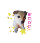 愛犬ゆき♪日常スタンプ（個別スタンプ：18）