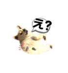 愛犬ゆき♪日常スタンプ（個別スタンプ：19）