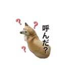 愛犬ゆき♪日常スタンプ（個別スタンプ：20）