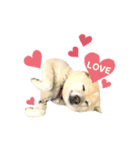 愛犬ゆき♪日常スタンプ（個別スタンプ：21）