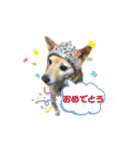 愛犬ゆき♪日常スタンプ（個別スタンプ：22）