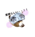 愛犬ゆき♪日常スタンプ（個別スタンプ：23）