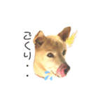 愛犬ゆき♪日常スタンプ（個別スタンプ：24）