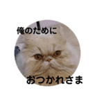 うちのペル知りませんか？（個別スタンプ：3）