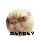うちのペル知りませんか？（個別スタンプ：4）