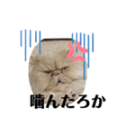 うちのペル知りませんか？（個別スタンプ：5）