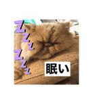うちのペル知りませんか？（個別スタンプ：6）