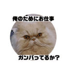 うちのペル知りませんか？（個別スタンプ：7）