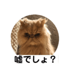 うちのペル知りませんか？（個別スタンプ：8）